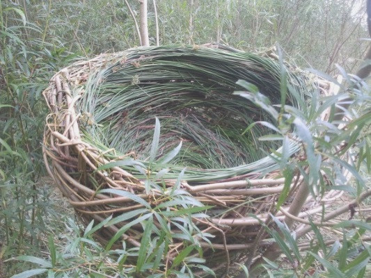 Large Willow Nest
